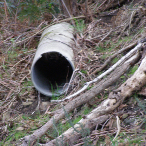 This picture shows an asbestos cement pipe that was found dumped in the bush.